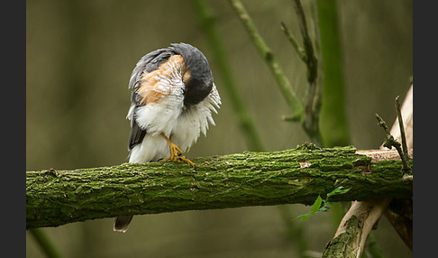 Sperber (Accipiter nisus)