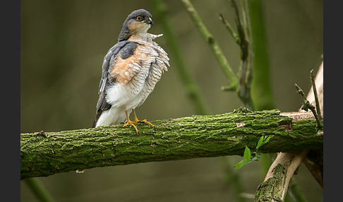 Sperber (Accipiter nisus)