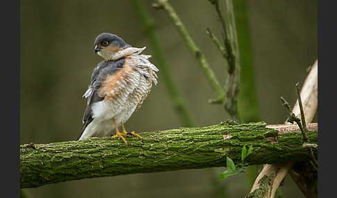 Sperber (Accipiter nisus)