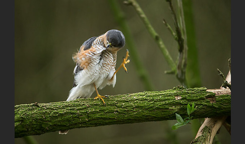 Sperber (Accipiter nisus)