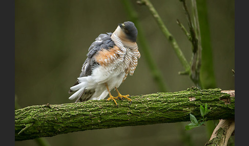 Sperber (Accipiter nisus)