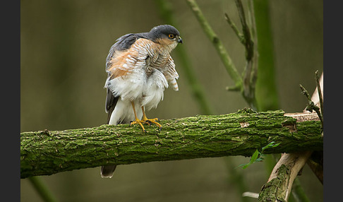 Sperber (Accipiter nisus)