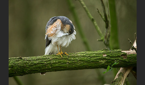 Sperber (Accipiter nisus)