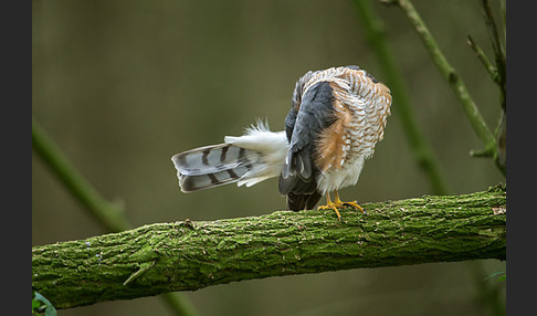 Sperber (Accipiter nisus)