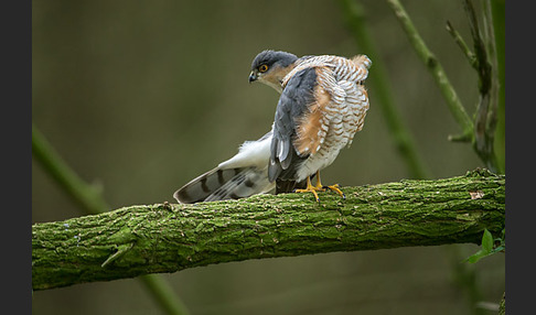 Sperber (Accipiter nisus)