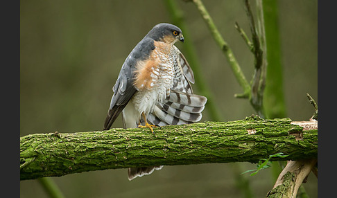 Sperber (Accipiter nisus)