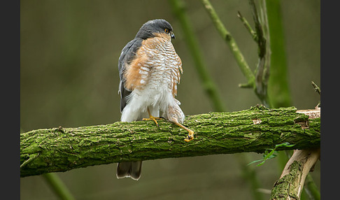 Sperber (Accipiter nisus)