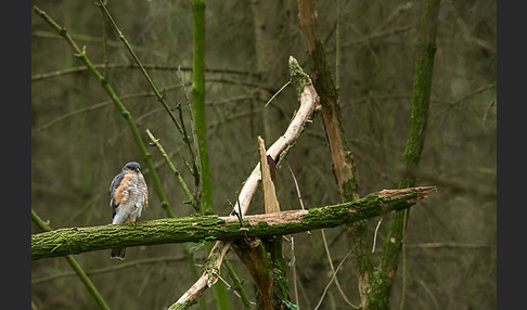 Sperber (Accipiter nisus)