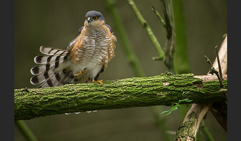 Sperber (Accipiter nisus)