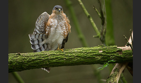 Sperber (Accipiter nisus)