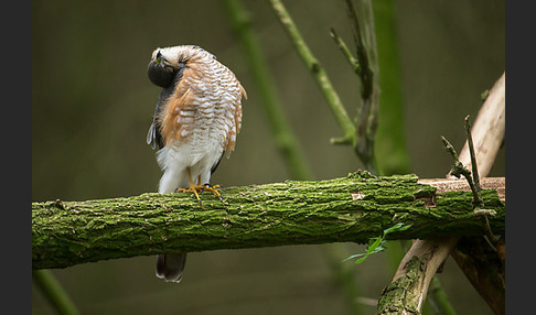 Sperber (Accipiter nisus)