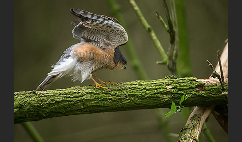 Sperber (Accipiter nisus)