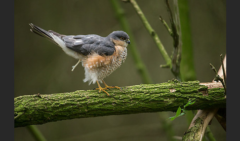 Sperber (Accipiter nisus)