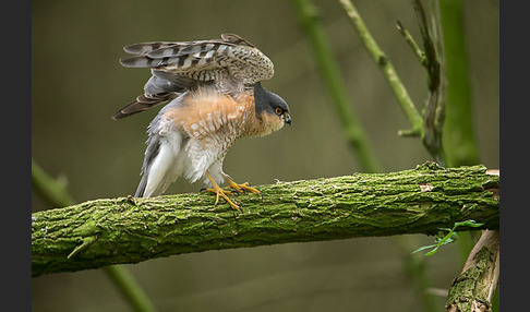 Sperber (Accipiter nisus)