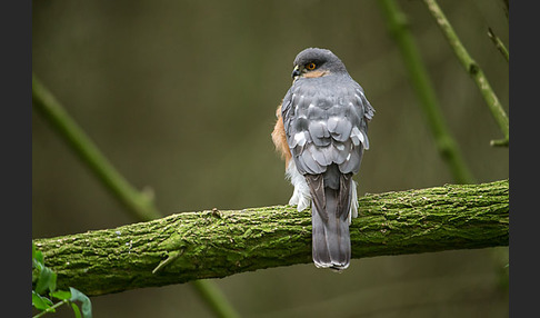 Sperber (Accipiter nisus)