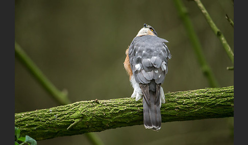 Sperber (Accipiter nisus)