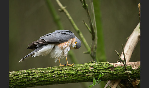 Sperber (Accipiter nisus)