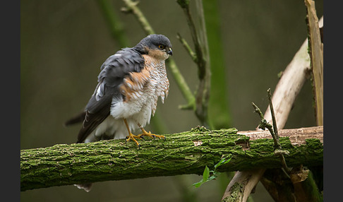 Sperber (Accipiter nisus)