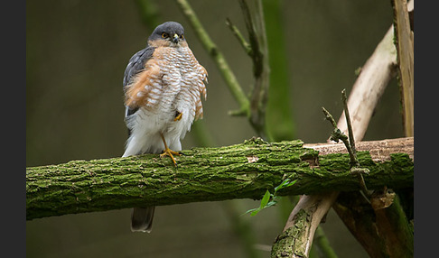 Sperber (Accipiter nisus)