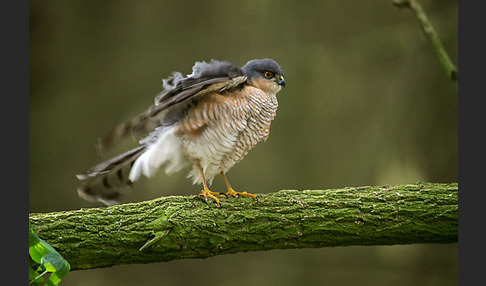 Sperber (Accipiter nisus)