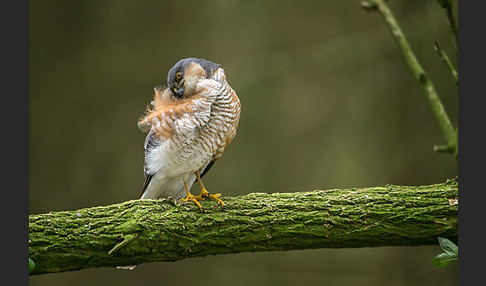 Sperber (Accipiter nisus)