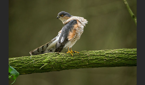 Sperber (Accipiter nisus)