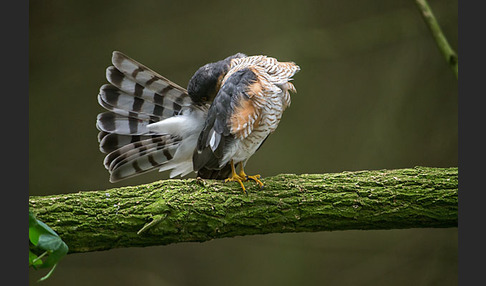 Sperber (Accipiter nisus)