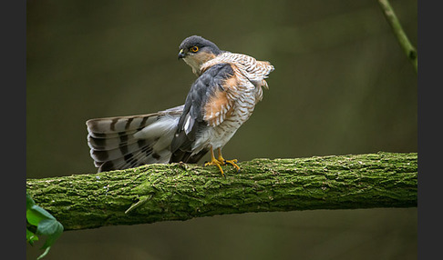 Sperber (Accipiter nisus)