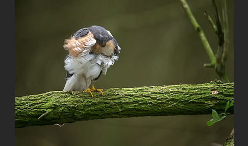 Sperber (Accipiter nisus)