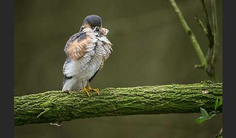 Sperber (Accipiter nisus)