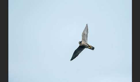 Wanderfalke (Falco peregrinus)