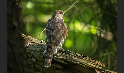 Sperber (Accipiter nisus)