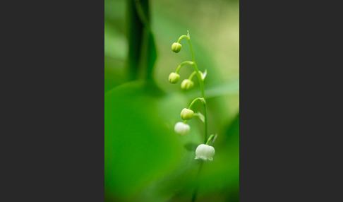 Maiglöckchen (Convallaria majalis)