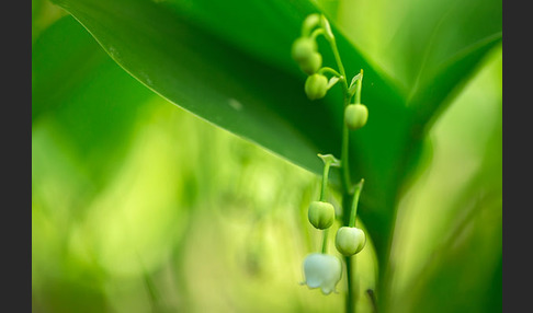 Maiglöckchen (Convallaria majalis)