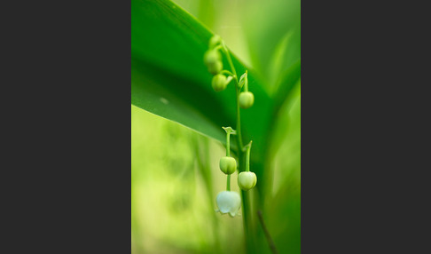 Maiglöckchen (Convallaria majalis)