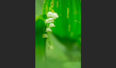 Maiglöckchen (Convallaria majalis)