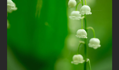 Maiglöckchen (Convallaria majalis)