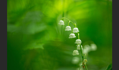 Maiglöckchen (Convallaria majalis)