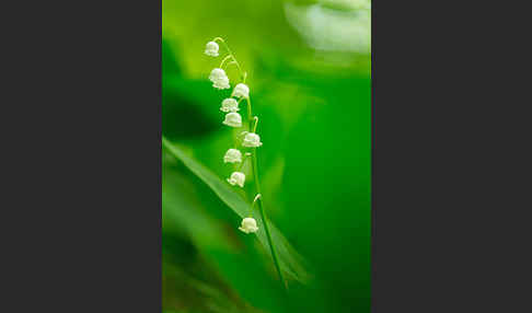 Maiglöckchen (Convallaria majalis)