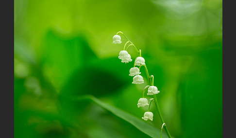 Maiglöckchen (Convallaria majalis)