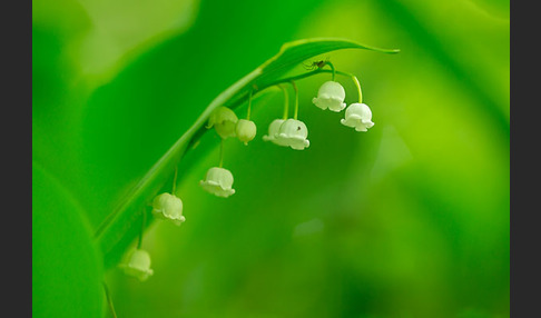 Maiglöckchen (Convallaria majalis)