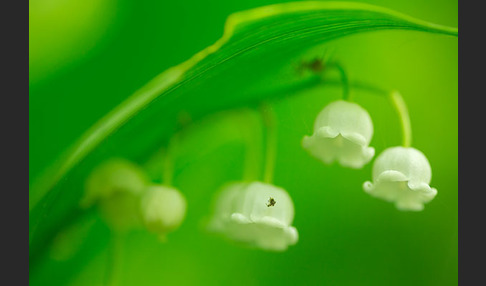 Maiglöckchen (Convallaria majalis)