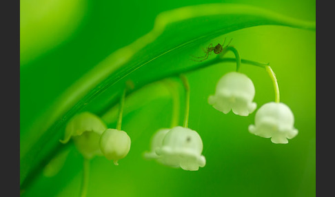 Maiglöckchen (Convallaria majalis)