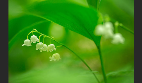 Maiglöckchen (Convallaria majalis)