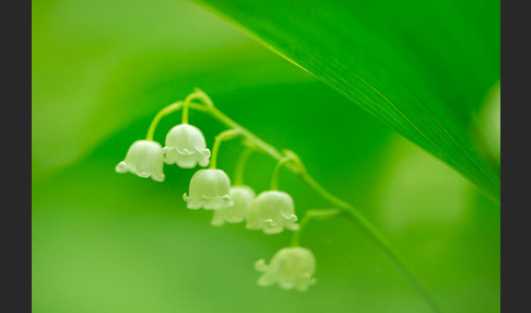 Maiglöckchen (Convallaria majalis)