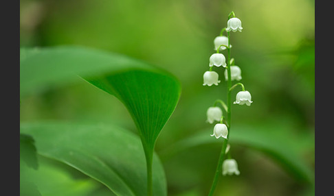 Maiglöckchen (Convallaria majalis)