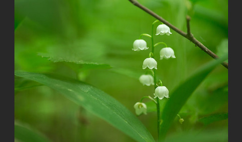 Maiglöckchen (Convallaria majalis)