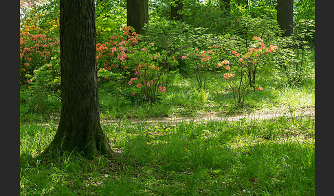 Rhododendron (Rhododendron spec.)