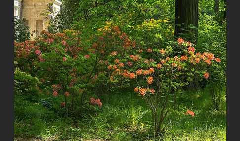 Rhododendron (Rhododendron spec.)