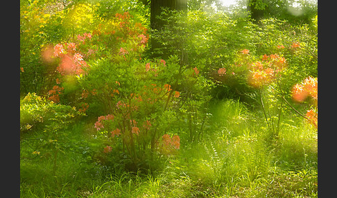 Rhododendron (Rhododendron spec.)